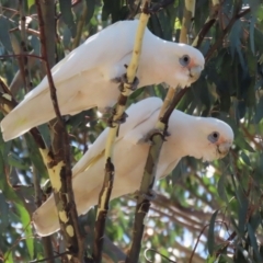 Cacatua sanguinea (Little Corella) at Stranger Pond - 18 Feb 2022 by RodDeb