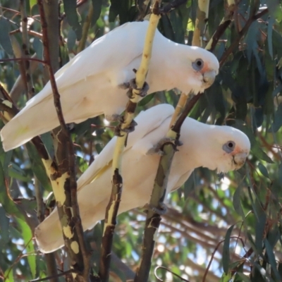 Cacatua sanguinea (Little Corella) at Bonython, ACT - 18 Feb 2022 by RodDeb