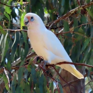 Cacatua sanguinea at Bonython, ACT - 18 Feb 2022