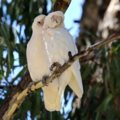 Cacatua sanguinea at Bonython, ACT - 18 Feb 2022