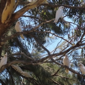 Cacatua sanguinea at Bonython, ACT - 18 Feb 2022