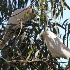 Cacatua sanguinea at Bonython, ACT - 18 Feb 2022