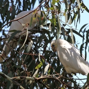 Cacatua sanguinea at Bonython, ACT - 18 Feb 2022