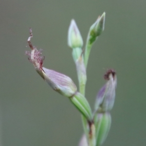 Calochilus sp. aff. gracillimus at suppressed - 18 Feb 2022