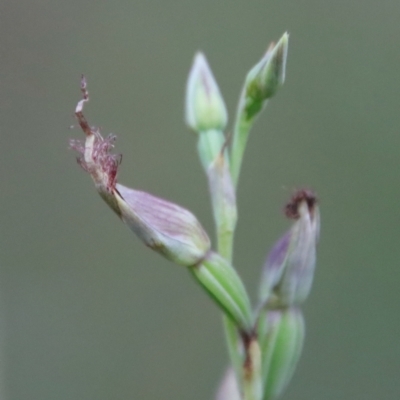 Calochilus sp. aff. gracillimus (Beard Orchid) at Moruya, NSW - 18 Feb 2022 by LisaH