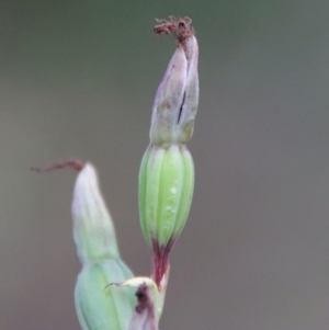 Calochilus sp. aff. gracillimus at suppressed - 18 Feb 2022