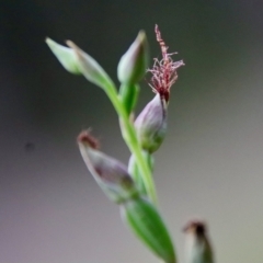 Calochilus sp. aff. gracillimus at suppressed - 18 Feb 2022