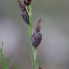 Calochilus sp. aff. gracillimus at suppressed - 18 Feb 2022