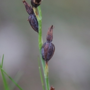 Calochilus sp. aff. gracillimus at suppressed - suppressed