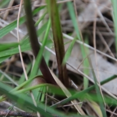 Calochilus sp. aff. gracillimus at suppressed - suppressed