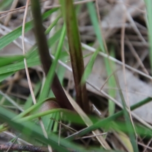 Calochilus sp. aff. gracillimus at suppressed - 18 Feb 2022