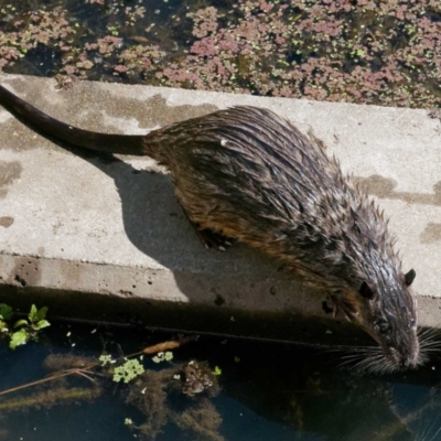 Hydromys chrysogaster (Rakali or Water Rat) at Fyshwick, ACT - 18 Feb 2021 by DPRees125