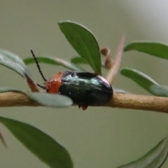Adoxia benallae (Leaf beetle) at Broulee, NSW - 18 Feb 2022 by LisaH