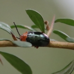 Lamprolina impressicollis (Pittosporum leaf beetle) at Broulee, NSW - 18 Feb 2022 by LisaH