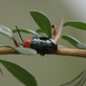 Lamprolina impressicollis at Broulee, NSW - suppressed