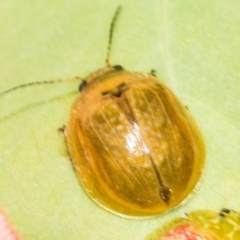 Paropsisterna cloelia (Eucalyptus variegated beetle) at Block 402 - 17 Feb 2022 by AlisonMilton