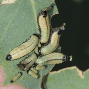 Paropsisterna cloelia at Molonglo Valley, ACT - 18 Feb 2022