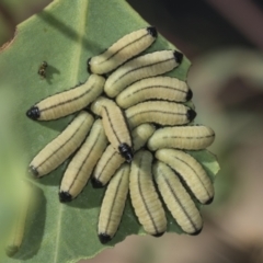 Paropsisterna cloelia at Molonglo Valley, ACT - 18 Feb 2022