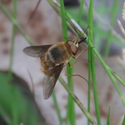 Eusurbus sp. (genus) (Unidentified Eusurbus bee fly) at Moruya, NSW by LisaH