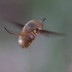 Eusurbus sp. (genus) at Moruya, NSW - suppressed