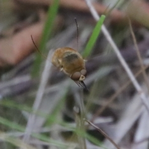 Eusurbus sp. (genus) at Moruya, NSW - suppressed