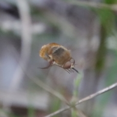 Eusurbus sp. (genus) at Moruya, NSW - suppressed