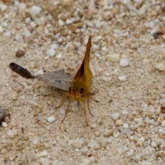 Telicota ancilla at Moruya, NSW - suppressed