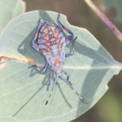 Amorbus (genus) (Eucalyptus Tip bug) at Molonglo Valley, ACT - 18 Feb 2022 by AlisonMilton