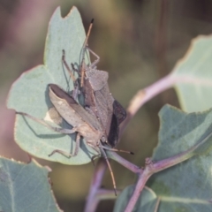 Amorbus sp. (genus) at Molonglo Valley, ACT - 18 Feb 2022