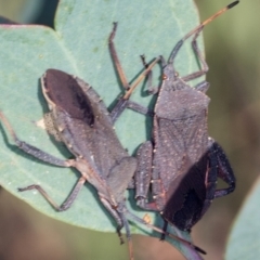 Amorbus sp. (genus) at Molonglo Valley, ACT - 18 Feb 2022