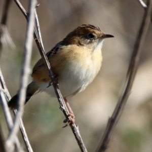 Cisticola exilis at Bonython, ACT - 18 Feb 2022 11:49 AM