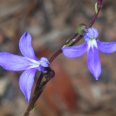 Lobelia dentata/gibbosa (Lobelia dentata or gibbosa) at Shannons Flat, NSW - 14 Feb 2022 by Harrisi