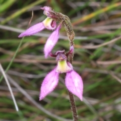 Eriochilus magenteus (Magenta autumn orchid) at Shannons Flat, NSW - 14 Feb 2022 by Harrisi