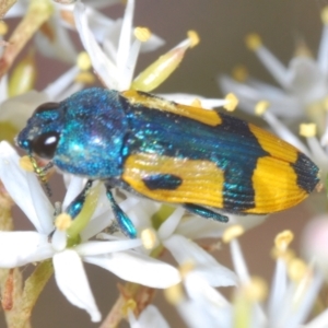 Castiarina skusei at Rendezvous Creek, ACT - 14 Feb 2022