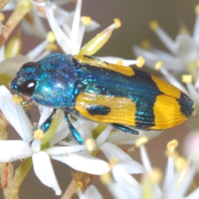 Castiarina skusei (A Jewel Beetle) at Rendezvous Creek, ACT - 13 Feb 2022 by Harrisi