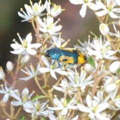 Castiarina skusei at Rendezvous Creek, ACT - 14 Feb 2022