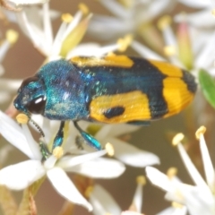 Castiarina skusei at Rendezvous Creek, ACT - 14 Feb 2022