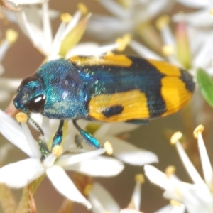 Castiarina skusei at Rendezvous Creek, ACT - 14 Feb 2022