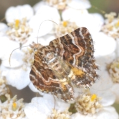 Chrysolarentia euclidiata (Euclidean Carpet) at Mount Clear, ACT - 14 Feb 2022 by Harrisi