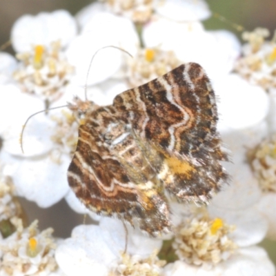 Chrysolarentia euclidiata (Euclidean Carpet) at Mount Clear, ACT - 14 Feb 2022 by Harrisi