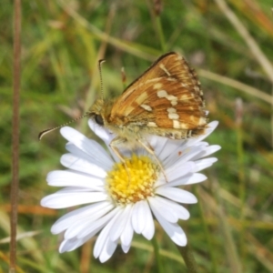 Atkinsia dominula at Shannons Flat, NSW - suppressed