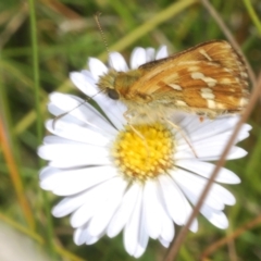 Atkinsia dominula at Shannons Flat, NSW - suppressed