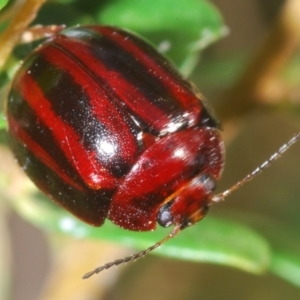 Paropsisterna stygia at Paddys River, ACT - 17 Feb 2022