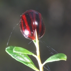 Paropsisterna stygia at Paddys River, ACT - 17 Feb 2022