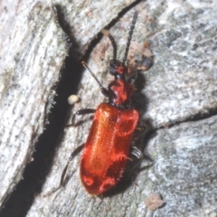 Lemodes coccinea (Scarlet ant beetle) at Tidbinbilla Nature Reserve - 17 Feb 2022 by Harrisi