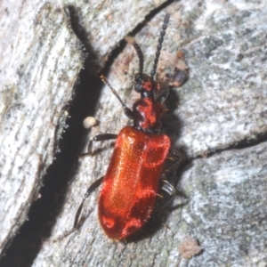 Lemodes coccinea at Paddys River, ACT - 17 Feb 2022 04:38 PM