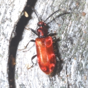 Lemodes coccinea at Paddys River, ACT - 17 Feb 2022
