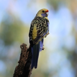 Platycercus elegans flaveolus at Splitters Creek, NSW - 18 Feb 2022