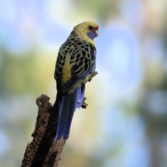 Platycercus elegans flaveolus at Splitters Creek, NSW - 18 Feb 2022 07:38 AM