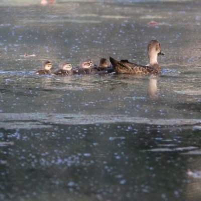 Anas gracilis (Grey Teal) at Splitters Creek, NSW - 17 Feb 2022 by KylieWaldon